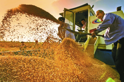 粮食银行:基于粮食再造一个“去货币”的农村金融体系