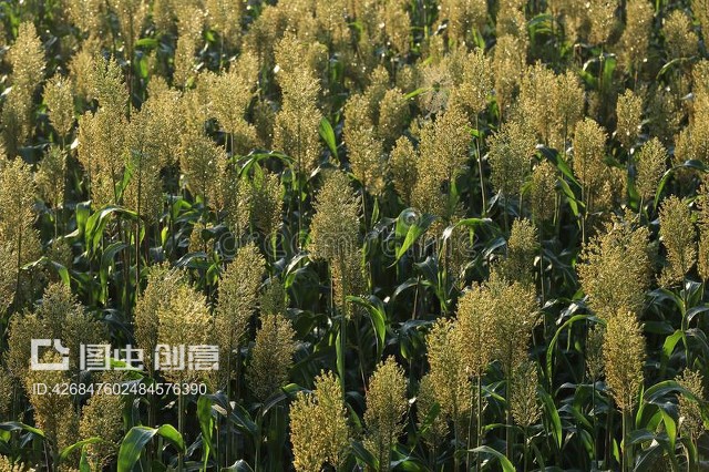 乔瓦尔粮食高粱作物Jowar grain sorghum crop