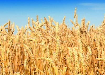 粮食局:主产区小麦收购3679万吨 同比增1126万吨