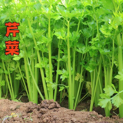 北京发货 新鲜蔬菜现拔现发味浓新款食用农产品种植芹菜 鲜嫩500g